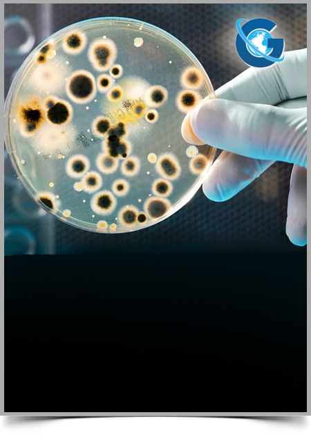 Molecular Epidemiology of Methicillin Resistant Staphylococcus Aureus (MRSA)
