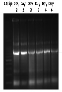 Biocontrol strategy of Diaphania Pulverulentalis targeting JHEH gene through Molecular cloning and Insilico analysis