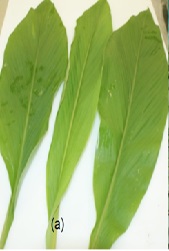 Curcuma longa L. Leaf: Kinetic Study Using Different Drying Methods