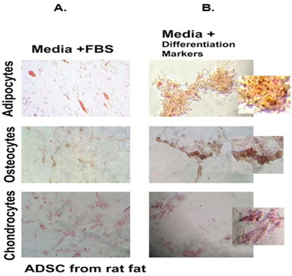Article Figure