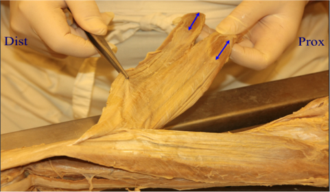Article Figure